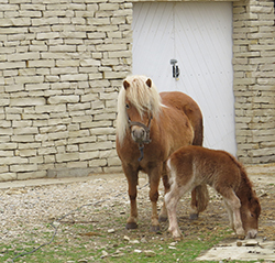 Bella et Galopin de la résidence les monts du matin