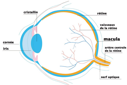 maladies de la macula : schéma