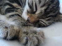visuel Chat visuel Chat